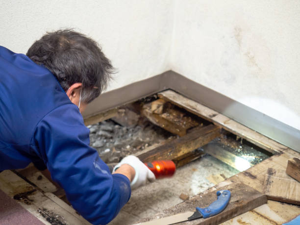 Best Mold Remediation for Schools in Collegedale, TN